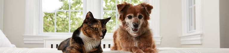 MSD Animal Health Logo